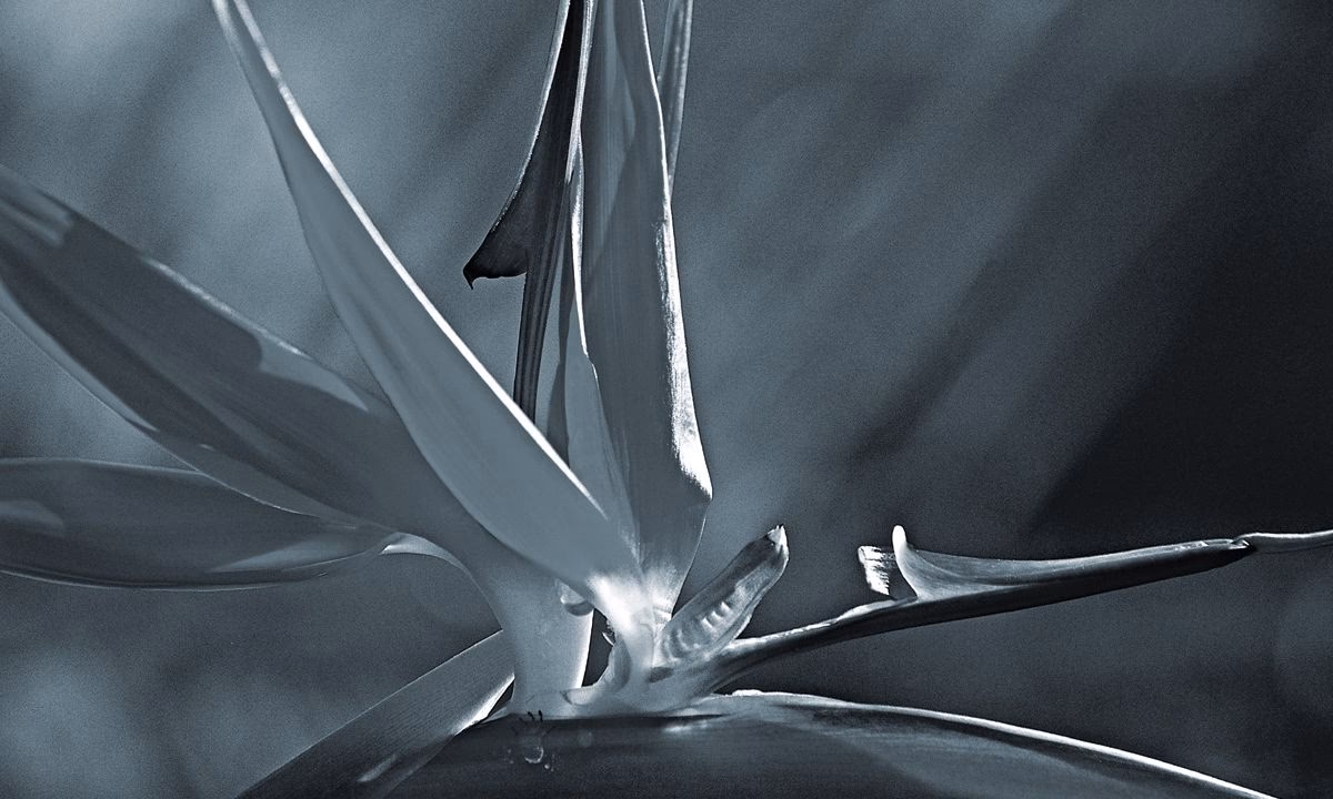 Was bedeutet Monochrom in der Fotografie?