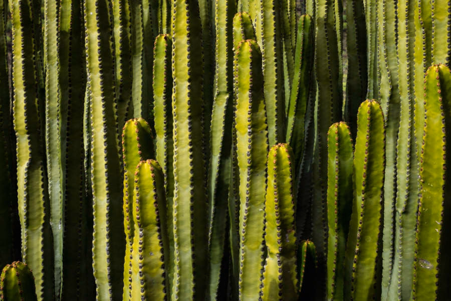 Was ist der Unterschied zwischen Monochrom und Graustufen?