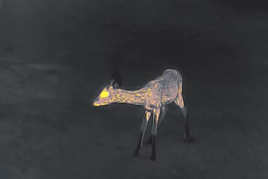 Können Tiere Nachtsichtkameras sehen?