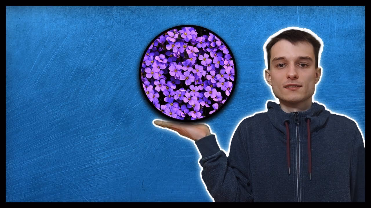 Wie kann man ein Bild in einen Kreis einfügen?