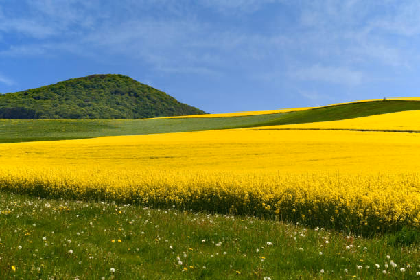 Warum nicht ins Rapsfeld?