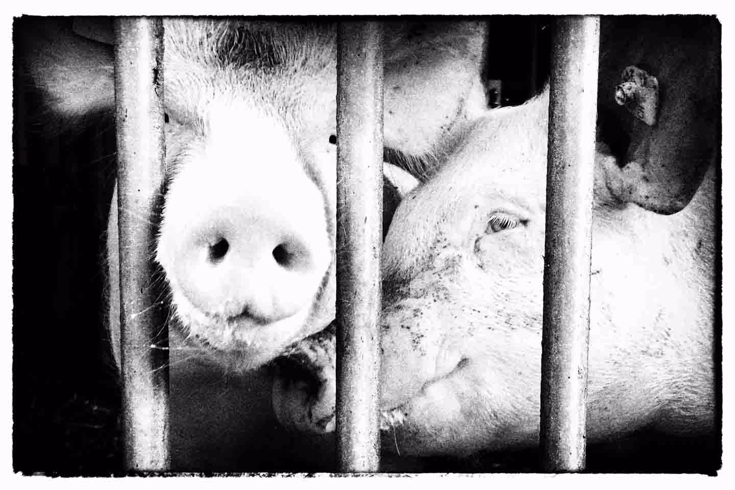 Wie nennt man die Schnappschusstechnik?