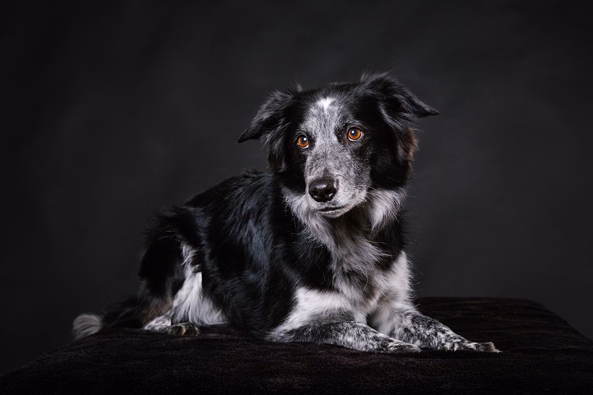 Warum sind schwarze Hunde schwer zu fotografieren?