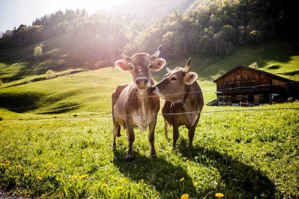 Wo sieht man in der Schweiz Kühe?