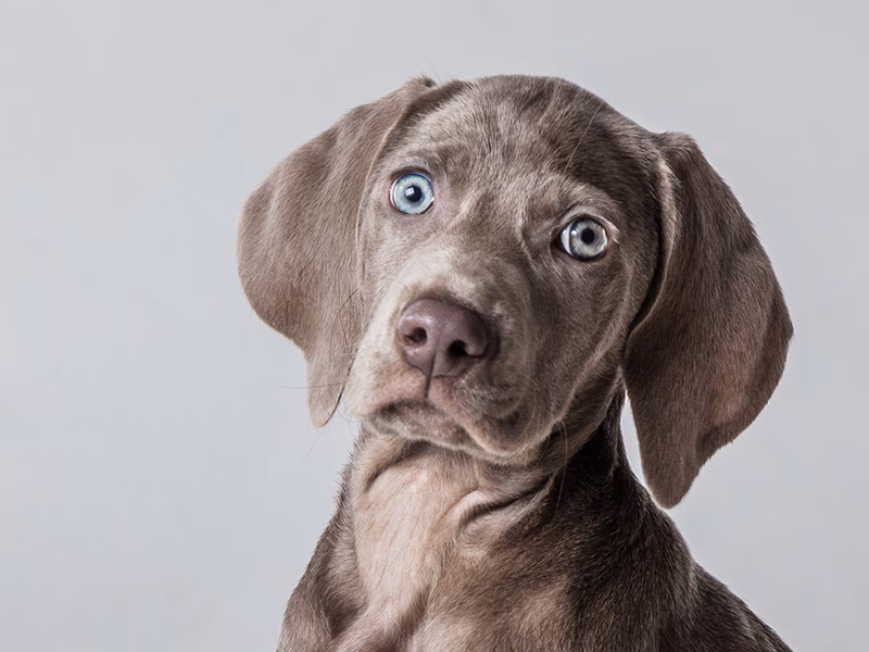 Ist es erlaubt fremde Hunde zu fotografieren?