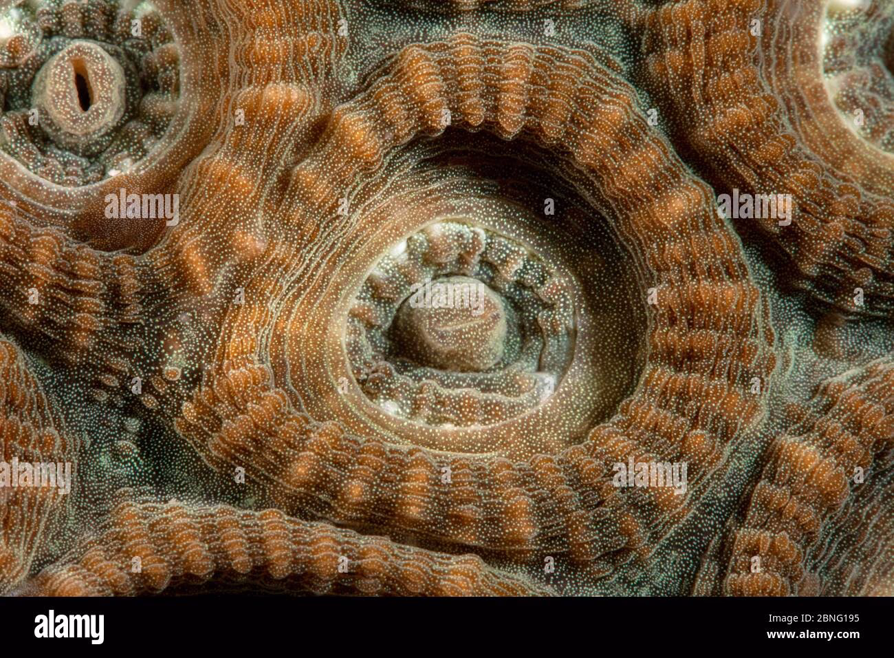 Wie macht man am besten Unterwasserfotos?