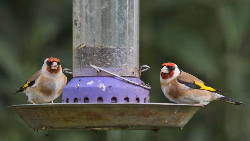 Warum darf man Vögel im Sommer nicht füttern?