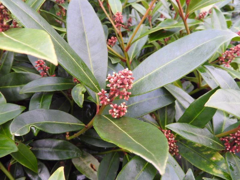 Was ist Skimmia auf Deutsch?