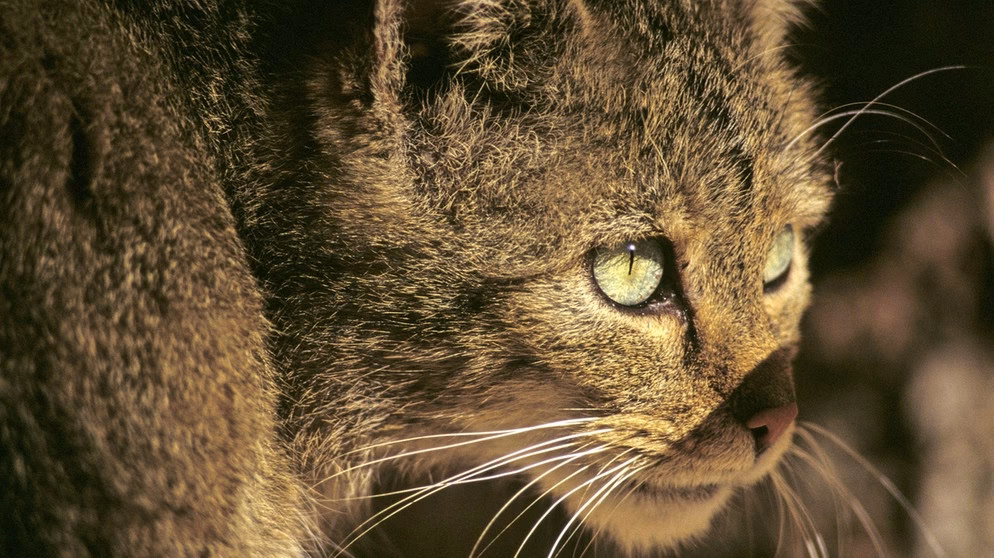 Wann kam die Katze nach Deutschland?