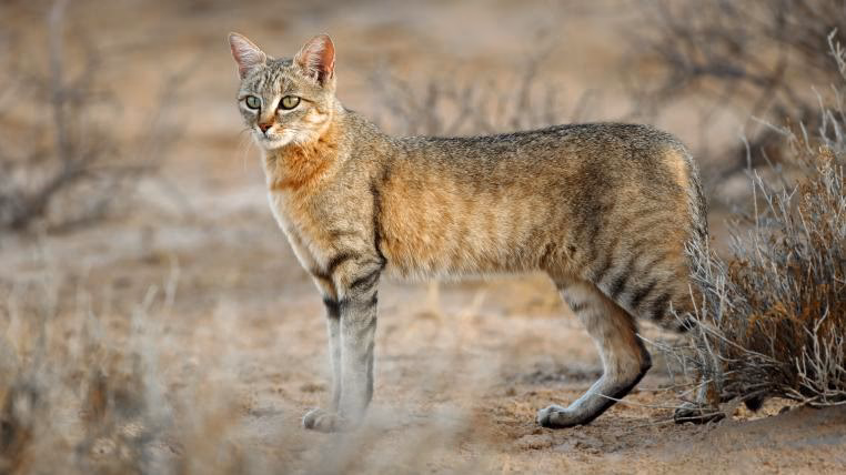 Wann war die erste Katze auf der Welt?