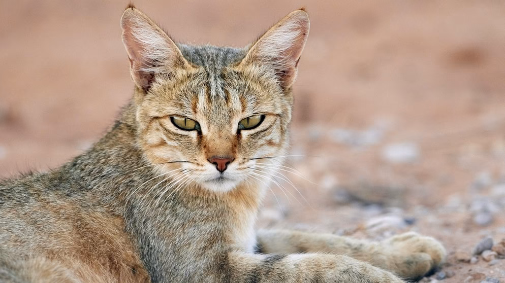 Wann wurden Katzen erstmals in Europa eingeführt?