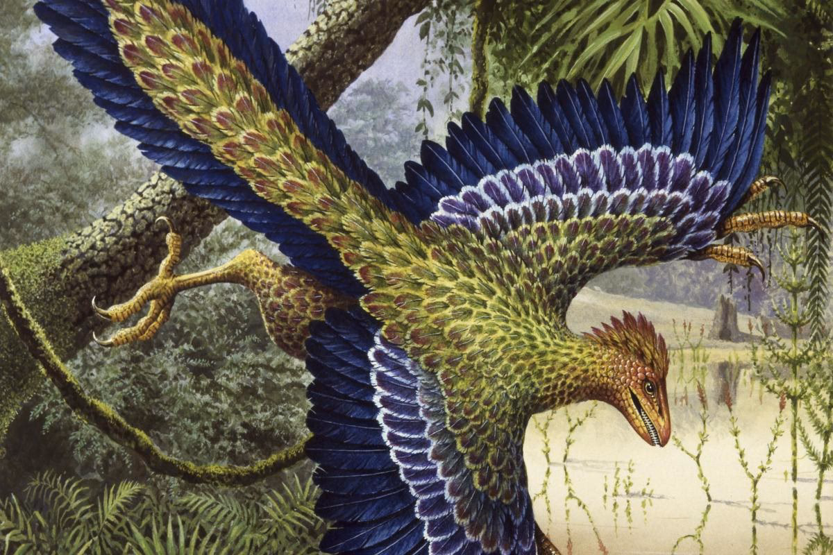 Wie bekommen Tiere ihre Farben?