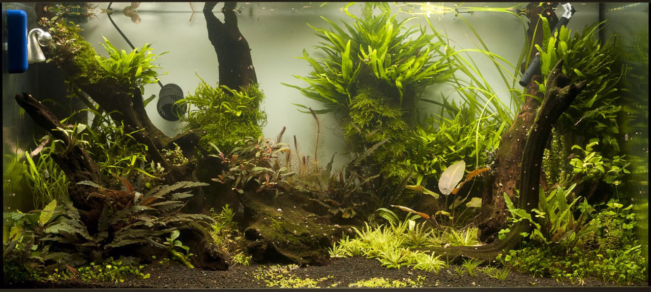 Wie macht man ein Foto von einem Aquarium ohne Spiegelung?