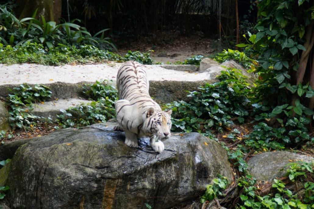 Welche Kameraeinstellungen sind für den Zoo am besten geeignet?