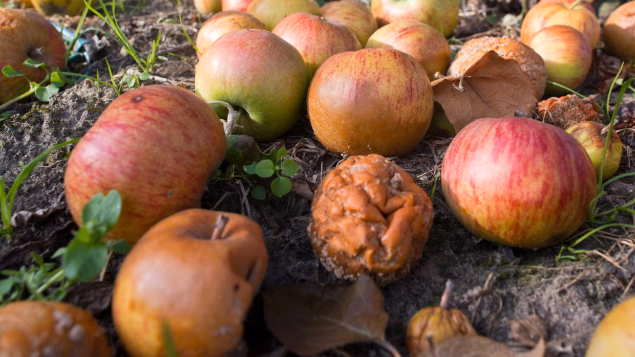 Woher kommt Alkohol ursprünglich?