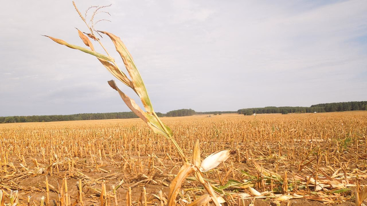 Wer brachte den Mais nach Europa?