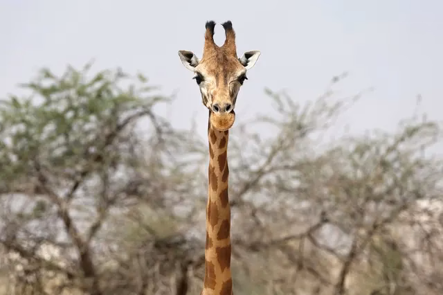 Wie ist die Giraffe zu ihrem langen Hals gekommen?