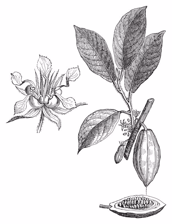 Wie verbreitete sich die Popularität von Schokolade von Mittelamerika nach Europa?