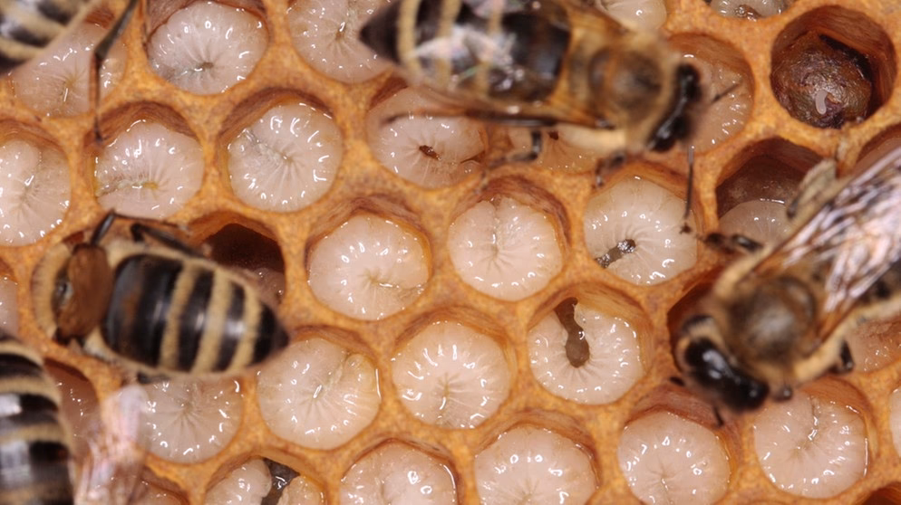 In welchen Ländern gibt es keine Varroamilben?