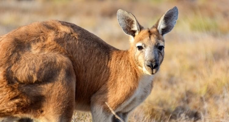Wie ist die englische Sprache nach Australien gekommen?