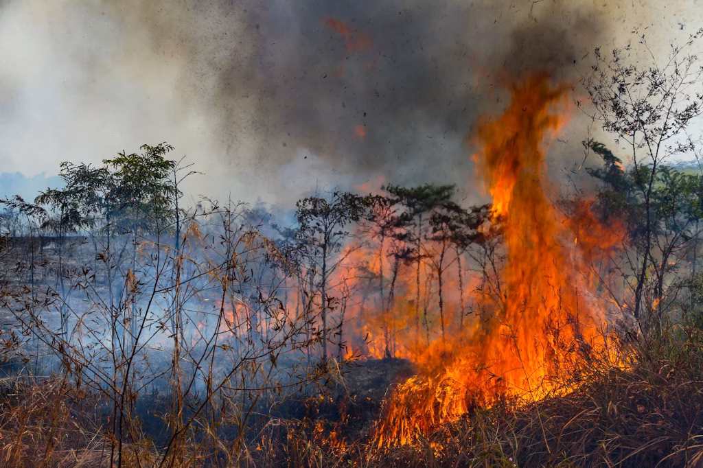 Warum kam es zu den Waldbränden im Amazonasgebiet?