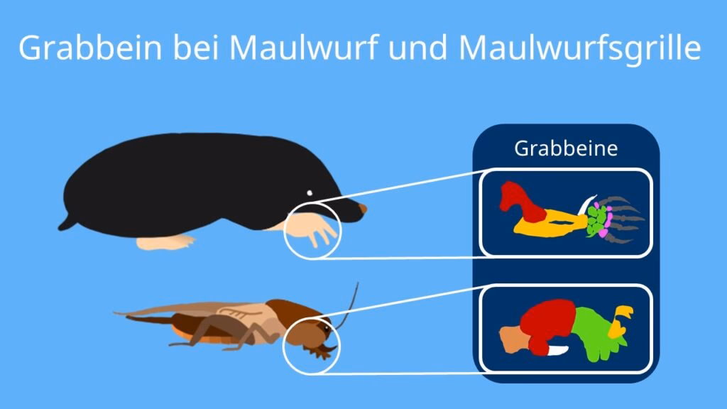 Wie kommt es zur konvergenten Entwicklung?