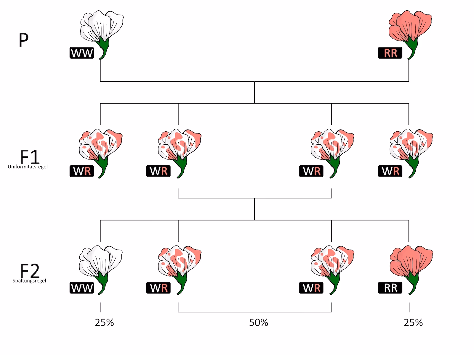 Wer hat die Regeln der Vererbung entdeckt?