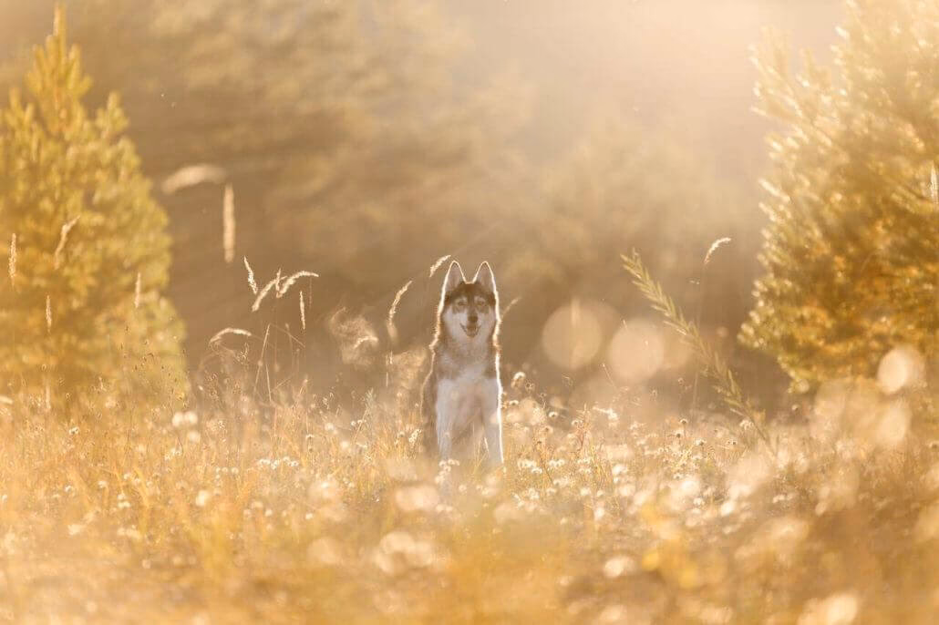 Wer ist der Wildlife-Fotograf in der Schweiz?