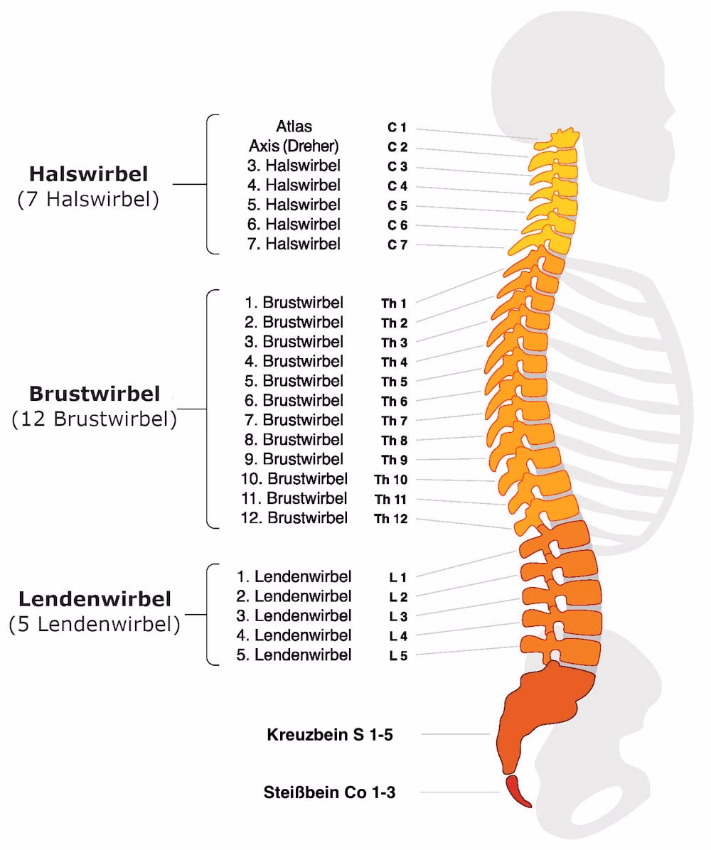 Wie sinnvoll ist eine Wirbelsäulenvermessung?