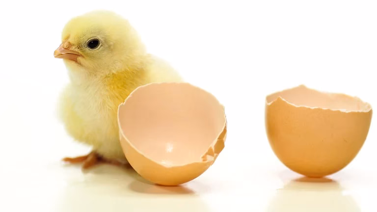 Woher kommt das erste Ei?