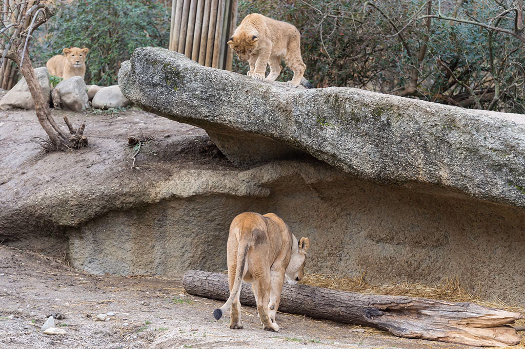 Wie finanziert sich der Zoo Basel?