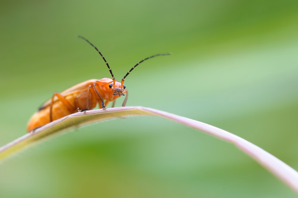 Warum ist Makrofotografie schwierig?