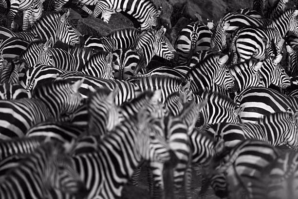Was ist die beste Einstellung zum Fotografieren von Zebras?